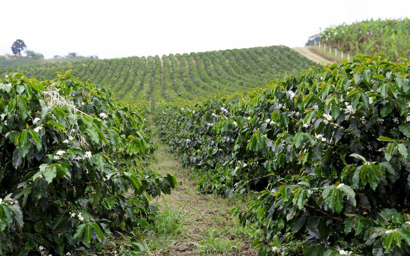 Our Coffee Selection & Sourcing